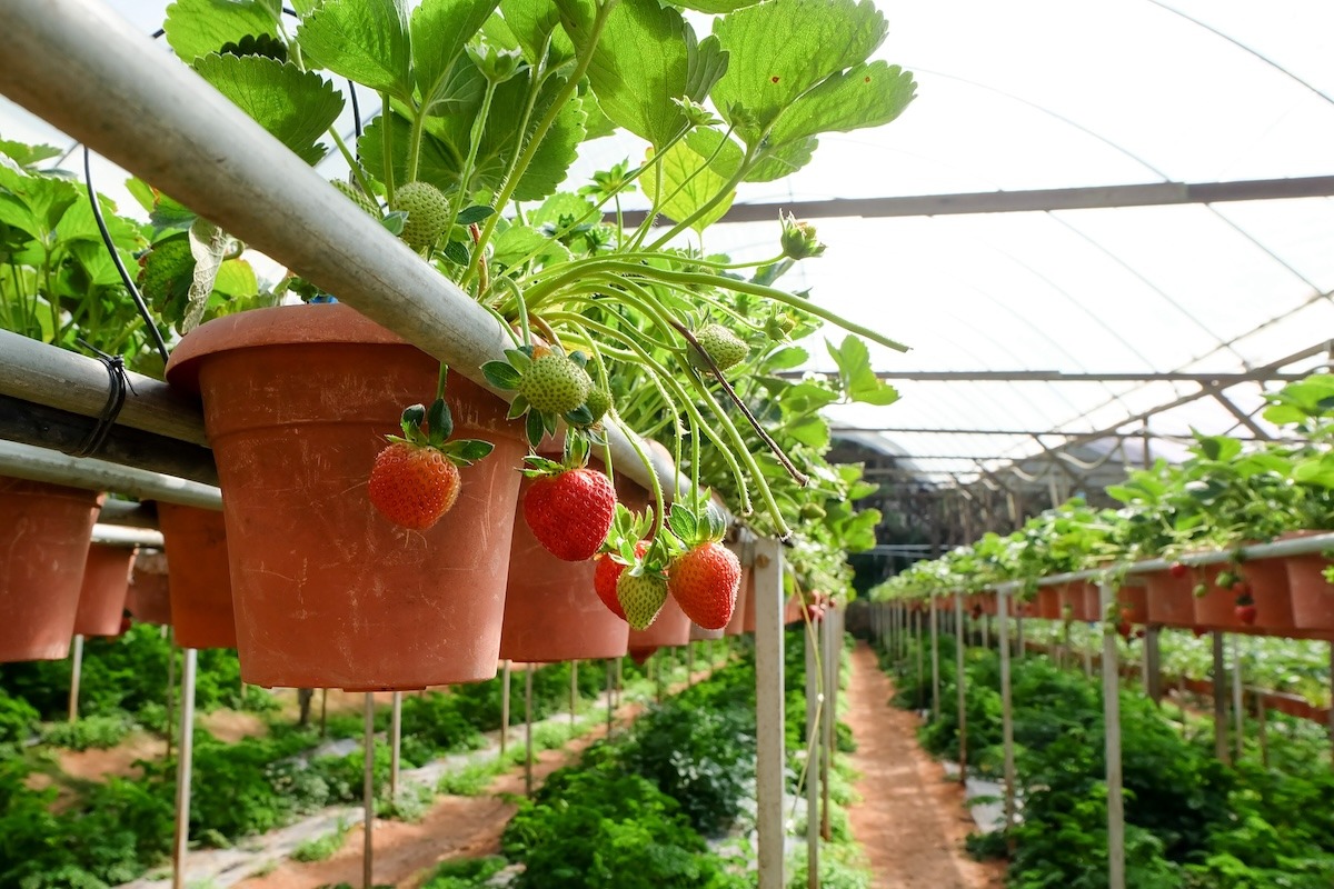 馬來西亞金馬倫高原大紅草莓農場