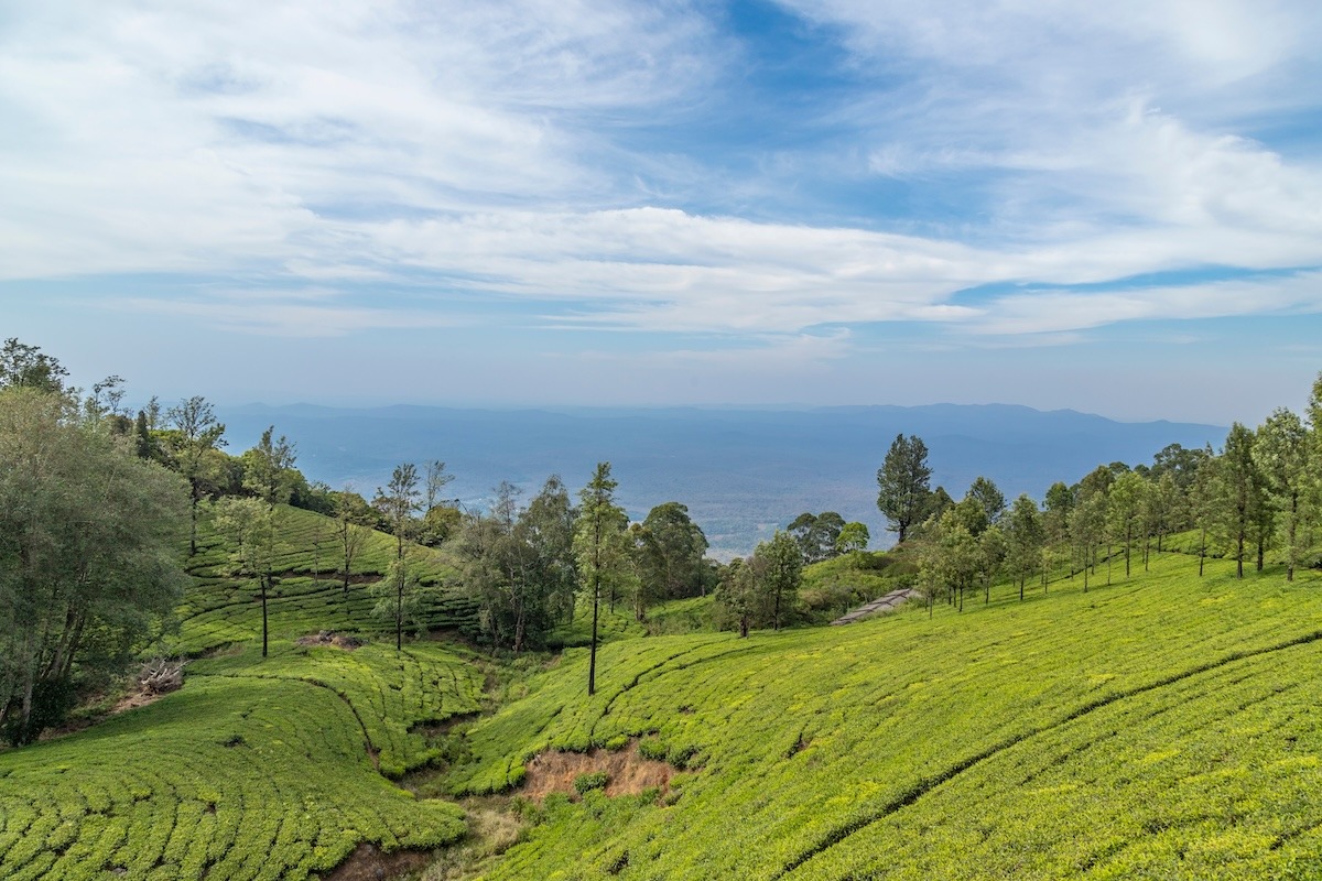 茶園, 烏提, 泰米爾納德邦, 印度