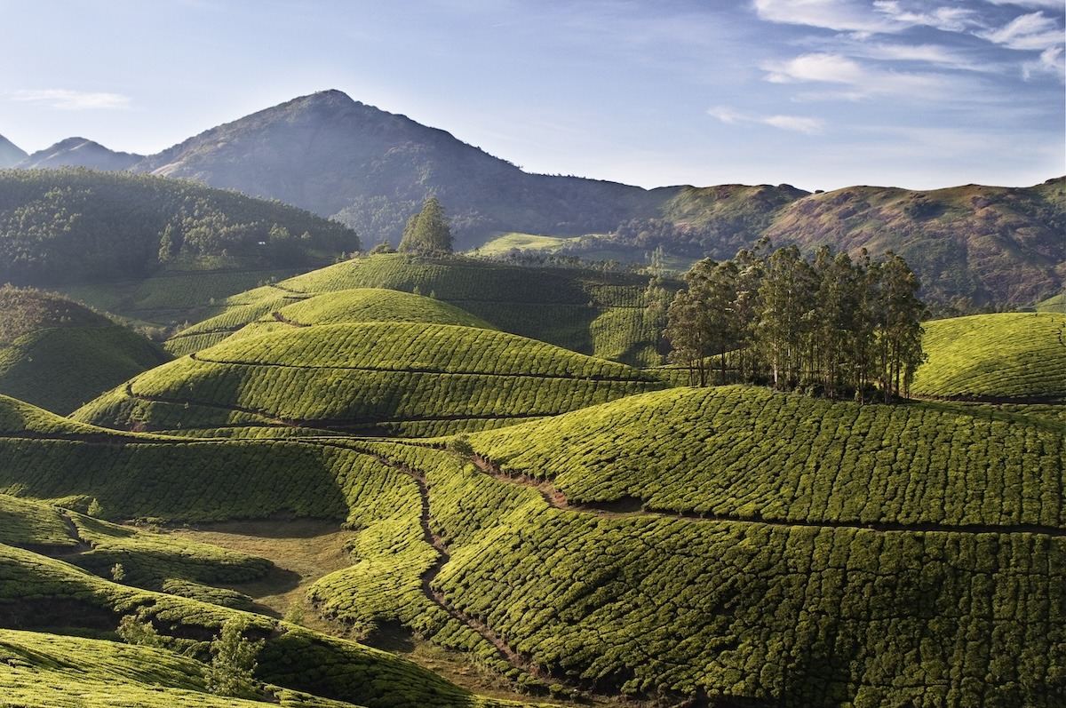 Jardins de thé de Munnar, Inde