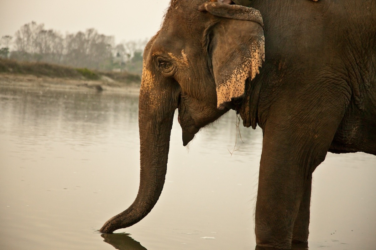 Thai elephant conservation center, Lampang, Thailand