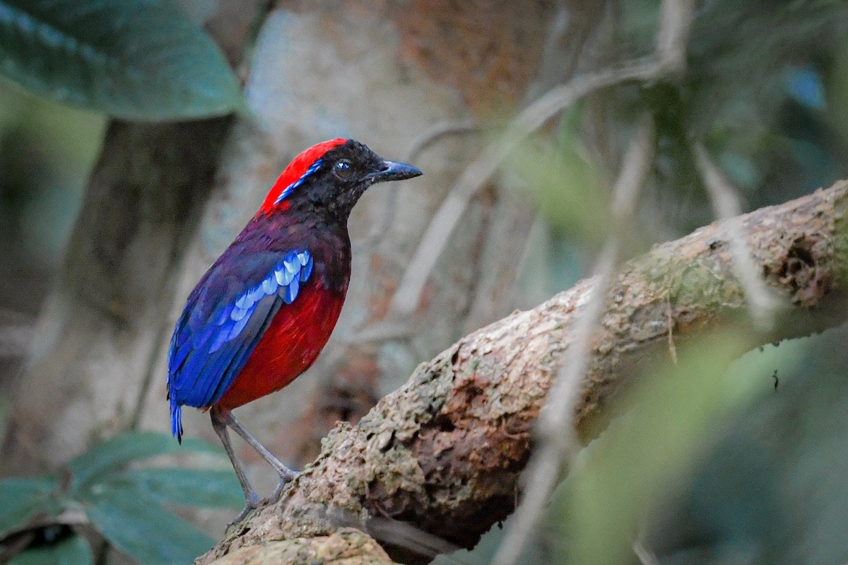 Die Borneo-Granatpitta, Balikpapan, Indonesien