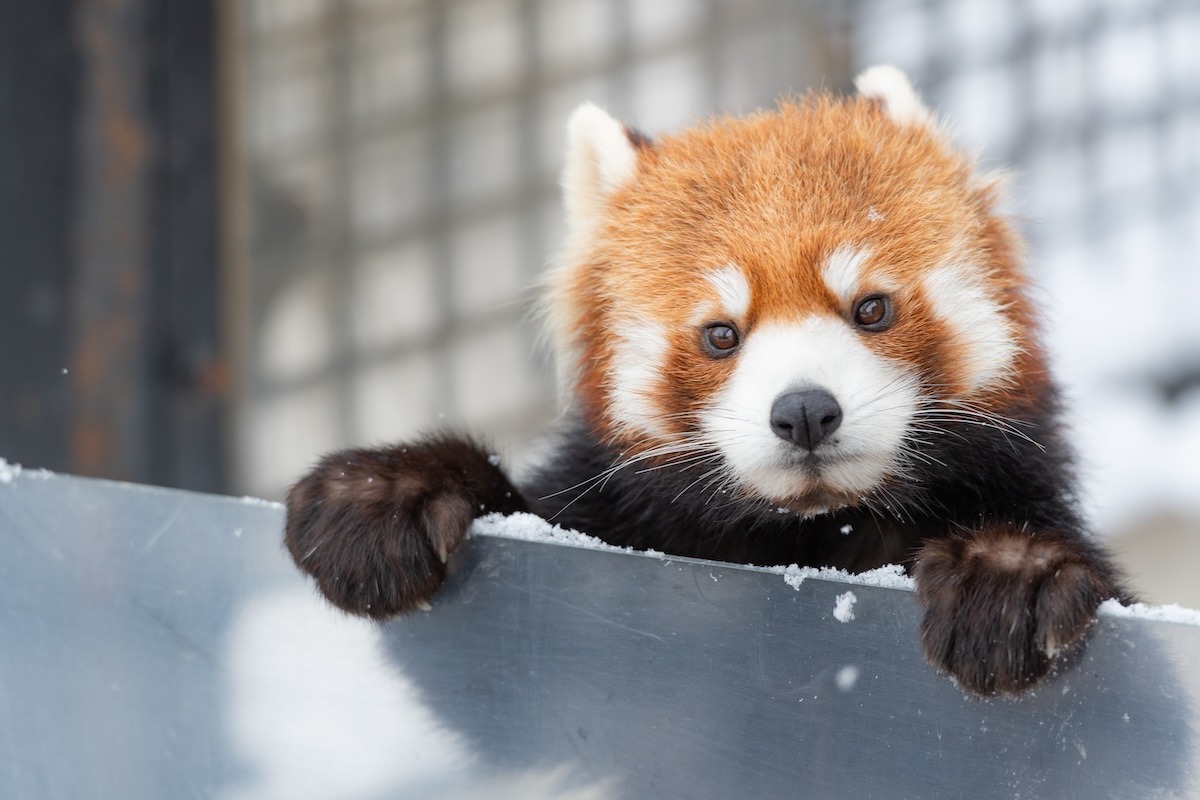 日本北海道旭川市旭山动物园的小熊猫