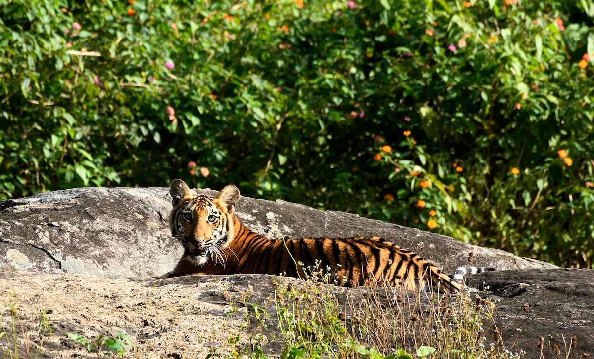 ลูกเสือที่อุทยานแห่งชาติ Mudumalai รัฐทมิฬนาฑู ประเทศอินเดีย