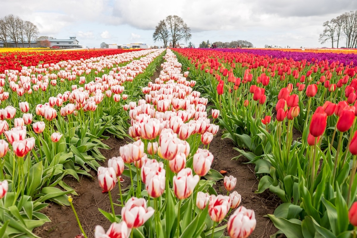 Tulip Farm, Portland, Oregon, USA