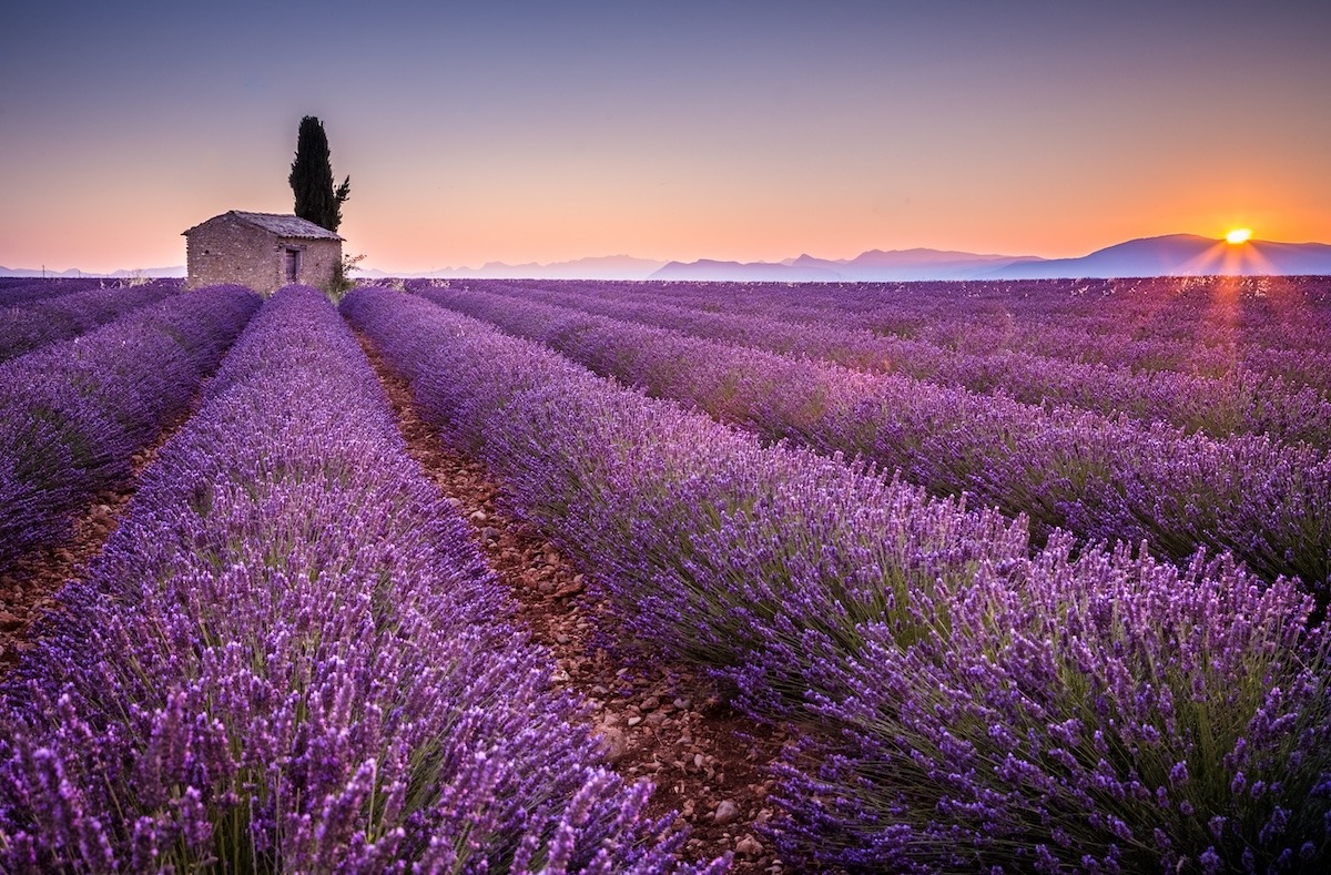 Cao nguyên Valensole, Provence, Pháp