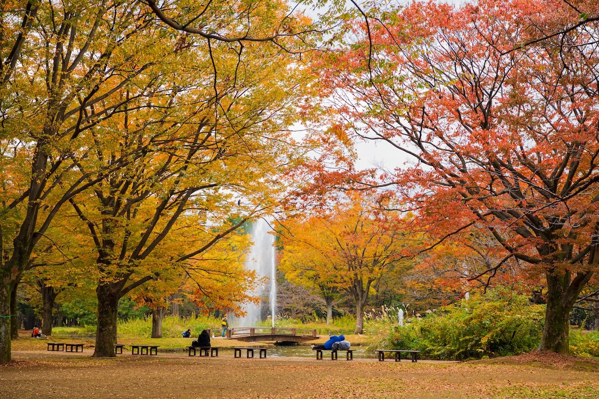 요요기 공원, 시부야, 도쿄, 일본