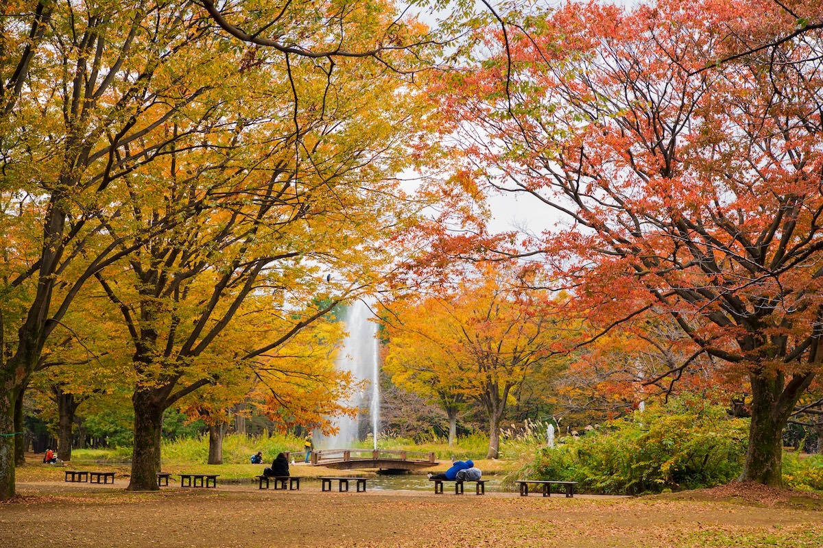 日本东京涩谷代代木公园