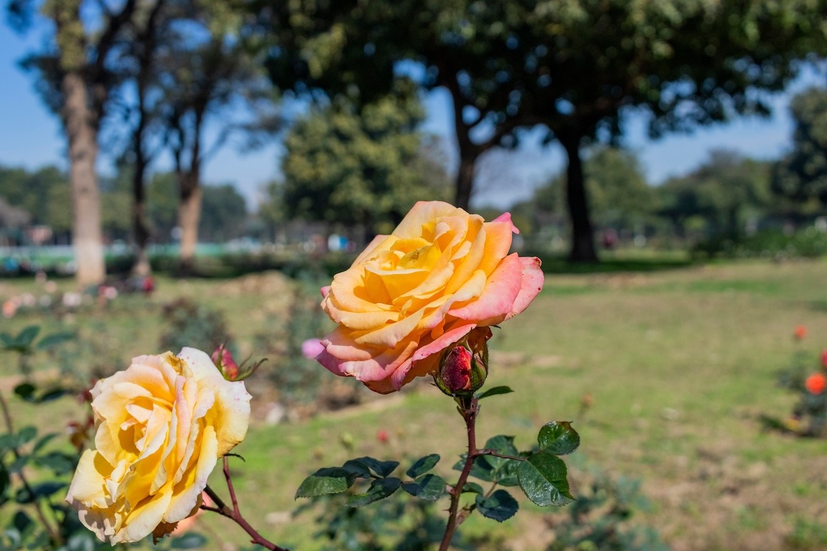 扎基爾·侯賽因玫瑰花園，昌迪加爾，印度