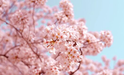 Agoda shares Japan’s Top Destinations During Cherry Blossom Season
