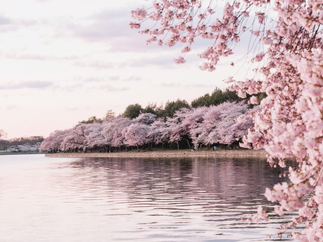 Agoda Shares Six International Destinations for Charming Cherry Blossom