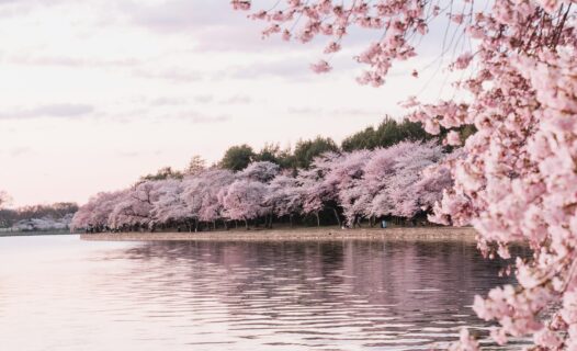 Agoda Shares Six International Destinations for Charming Cherry Blossom Experiences