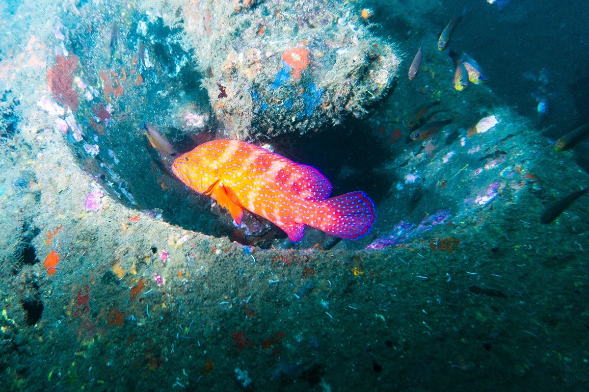 Plongée sous-marine à Subic Bay