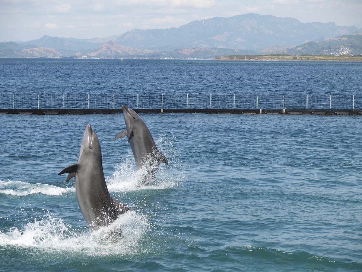 Dolphins at Ocean Adventure Subic Bay