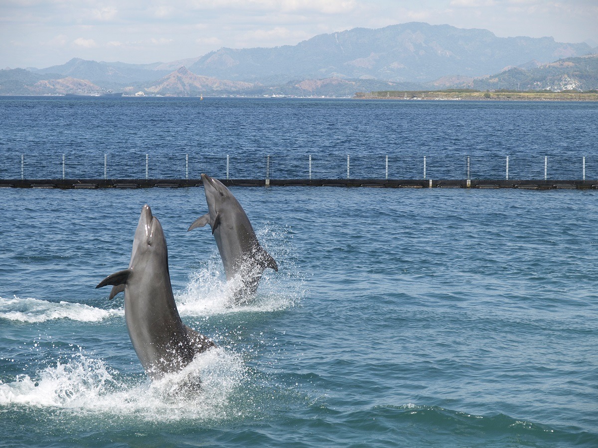 โลมาที่ Ocean Adventure Subic Bay