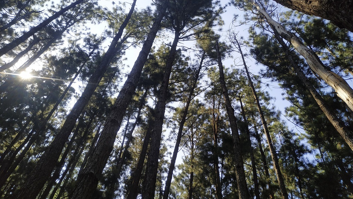 Vagamon Pine Forest