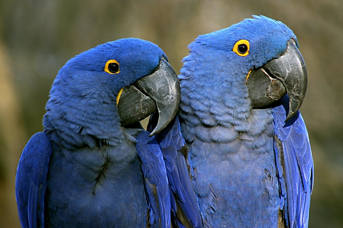 A pair of Purple Macaws at the Nashville Zoo, TN, USA