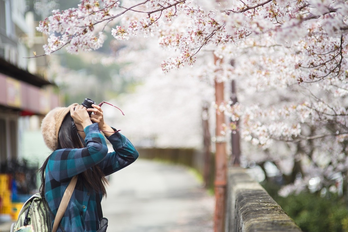 일본 오사카의 벚꽃