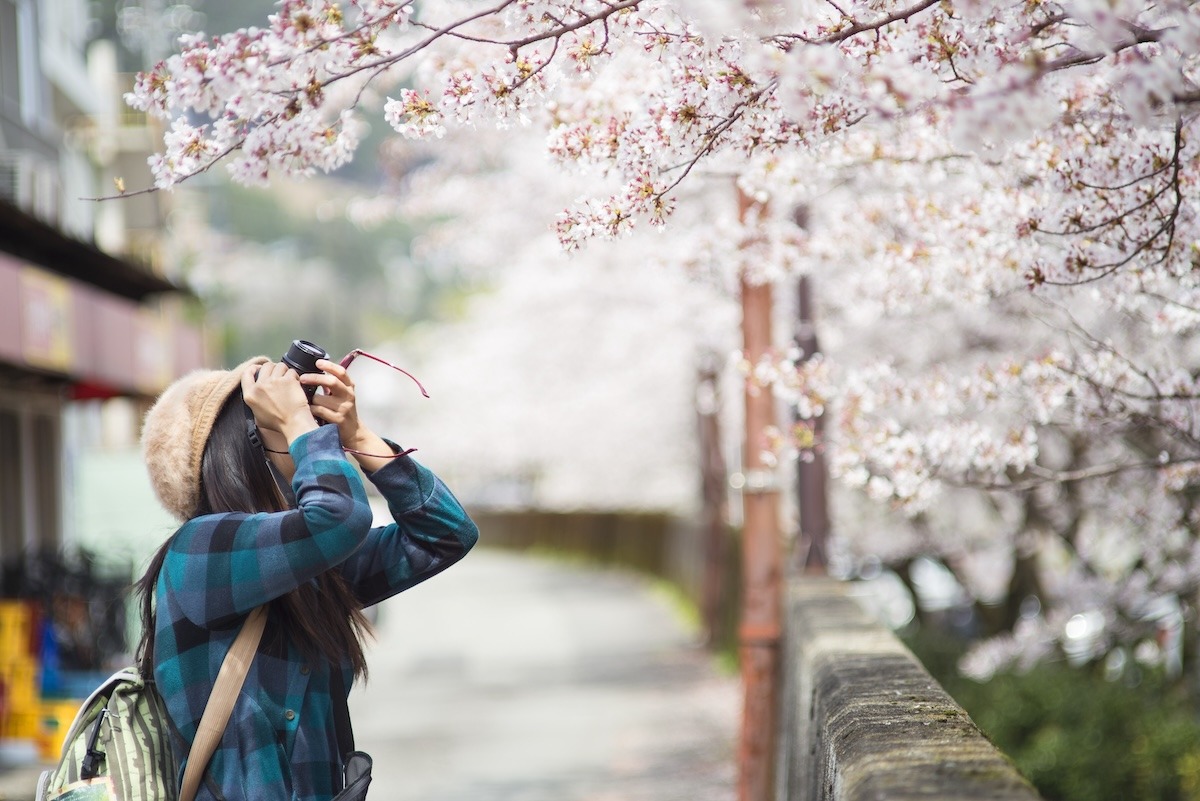 Hoa anh đào ở Osaka, Nhật Bản