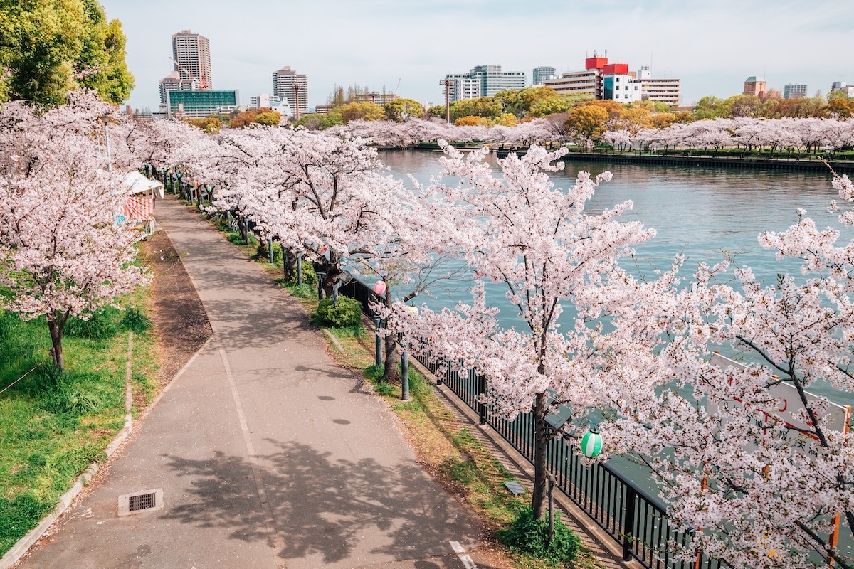 일본 오사카, 케마 사쿠라노미야 공원의 강이 있는 벚꽃길