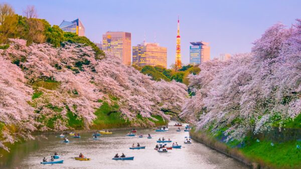 桜と寿司：東京で思い出に残る母の日を