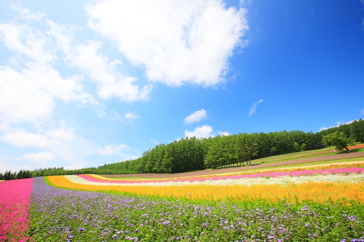 Colorful hill, Furano, Hokkaido, Japan