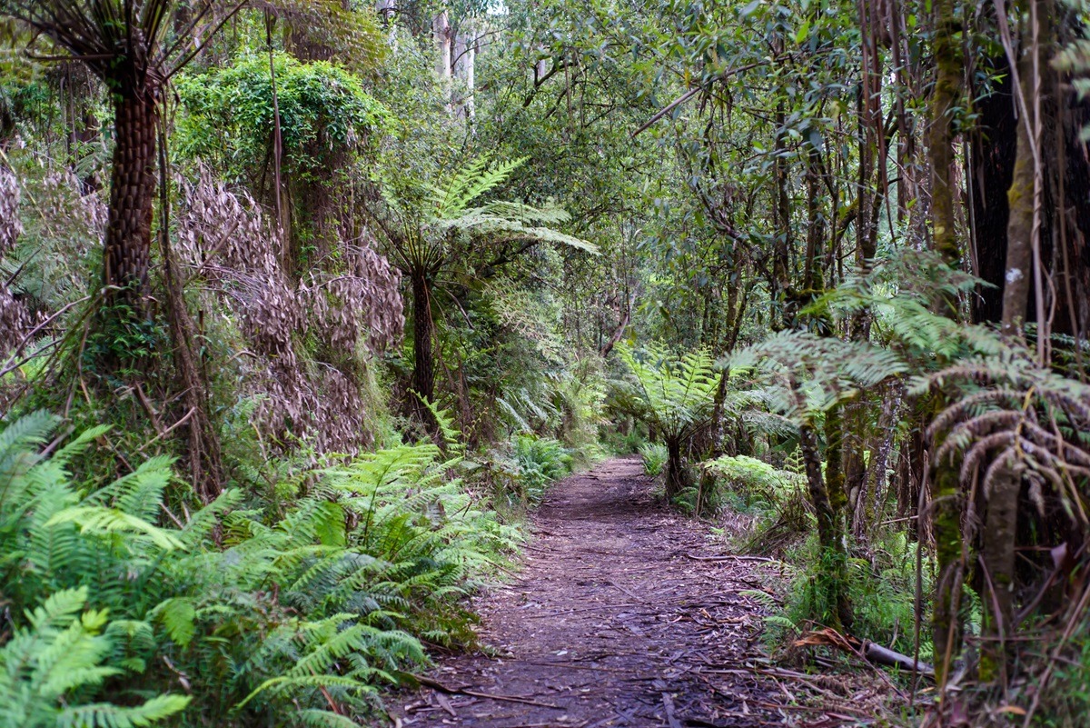 Dandenong Ranges National Park in der Nähe von Melbourne, Australien