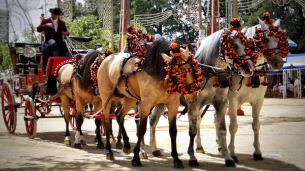 สุดยอดคู่มือสำหรับ Feria del Caballo 2024: โอบกอดจิตวิญญาณนักขี่ม้าในเฮเรซ