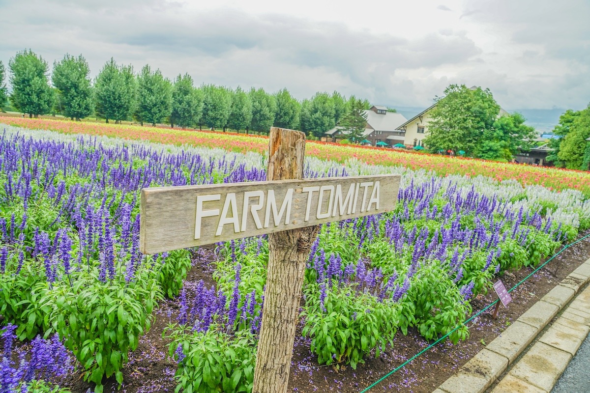 Champ de lavande, ferme Tomita, Furano, Japon