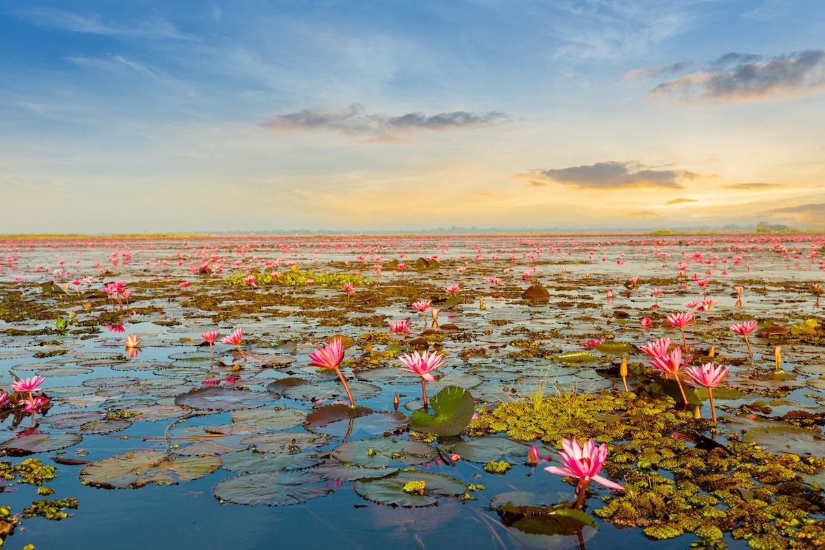 Lac du Lotus Rouge, Udon Thani, Thaïlande