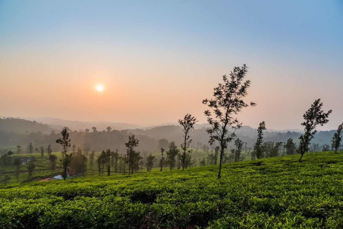Tea plantation of Coorg, India