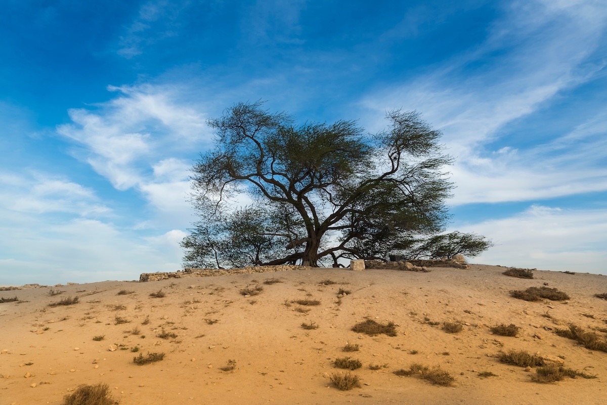 شجرة الحياة، البحرين