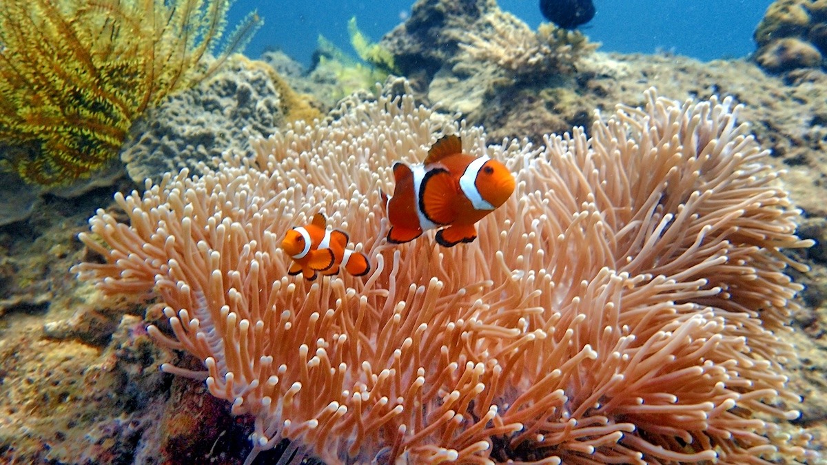 Tunku Abdul Rahman Park, Kota Kinabalu, Sabah, Malaysia