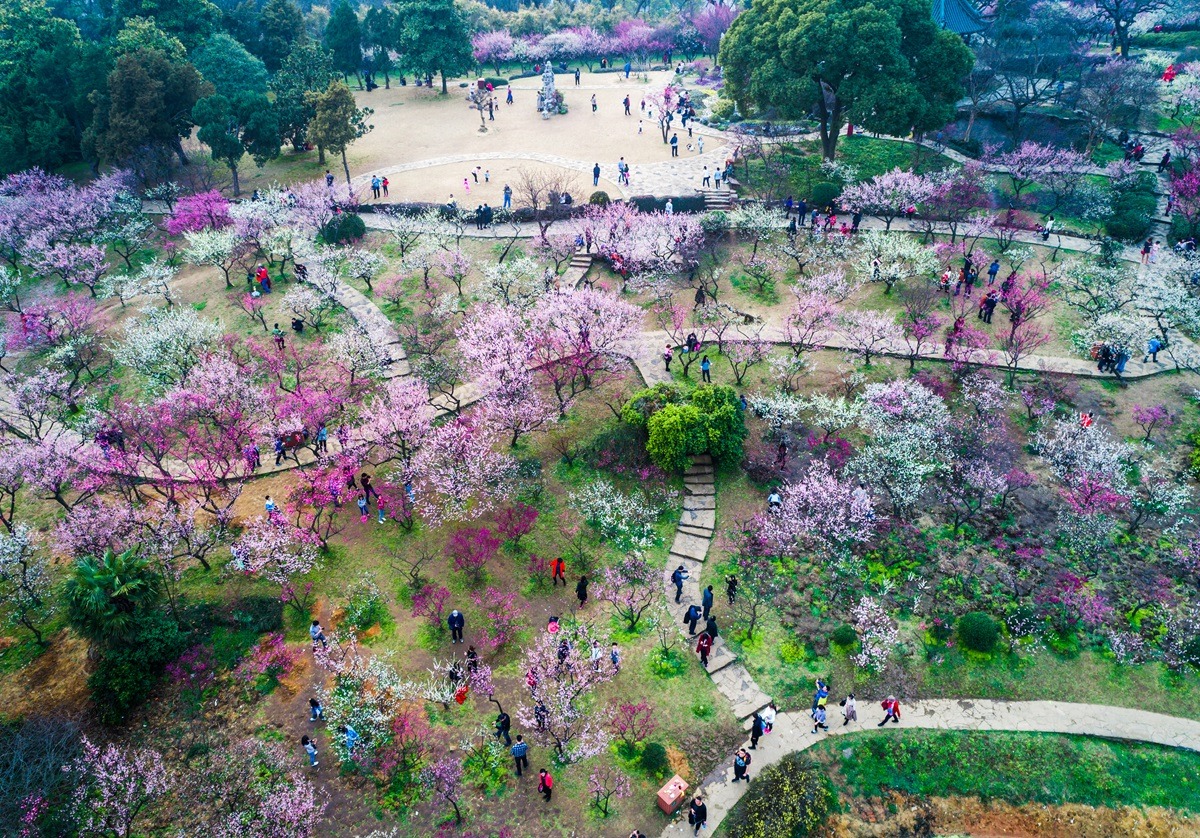 韓国、ソウルの汝矣島春の花祭り
