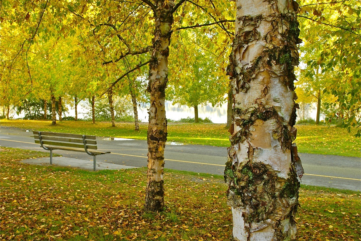 Green Lake Park in Seattle