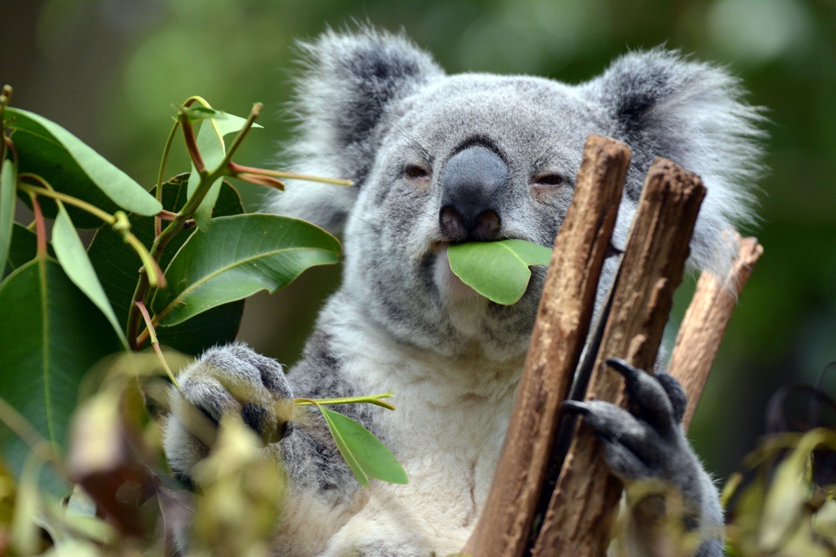 Lone Pine Koala Sanctuary in Brisbane