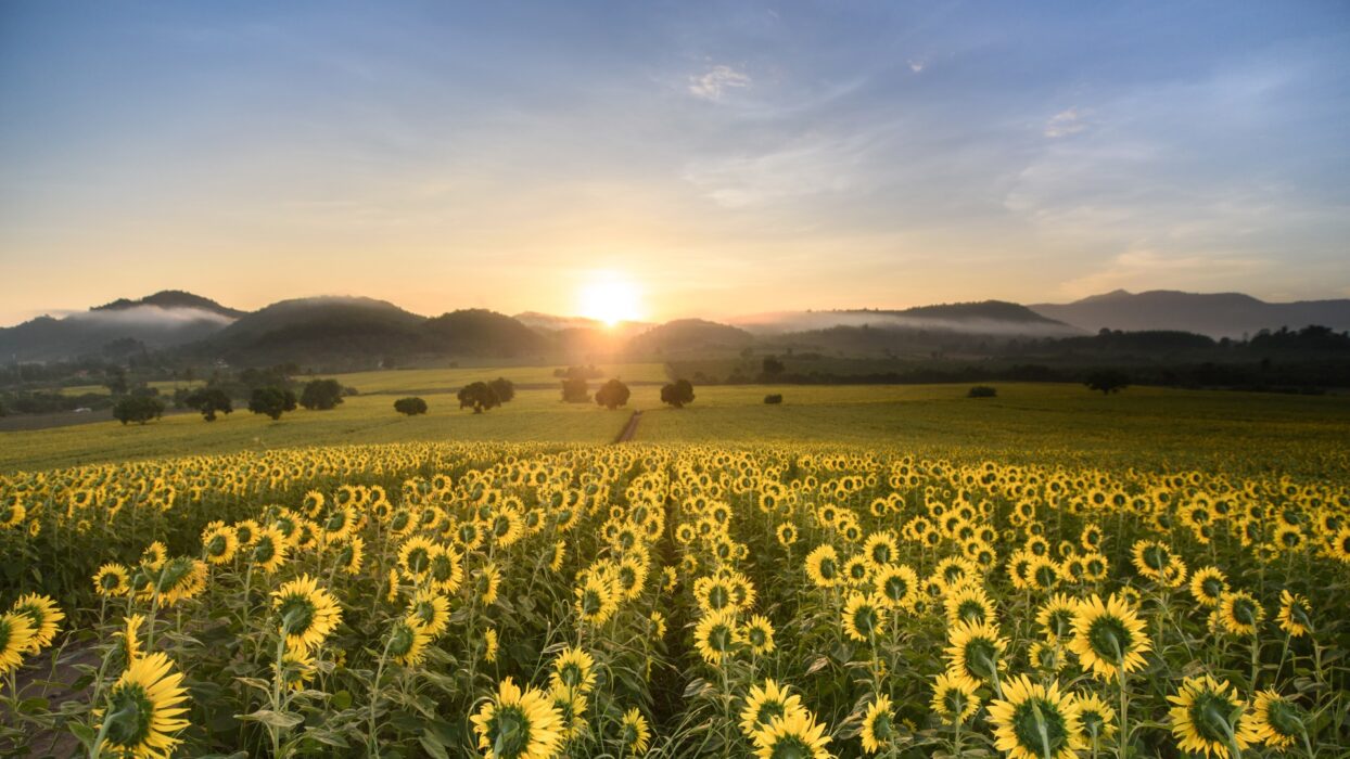 เที่ยวโคราช 5 วัน: เดินทางสู่นครราชสีมา ดินแดนสำคัญของประเทศไทย background image
