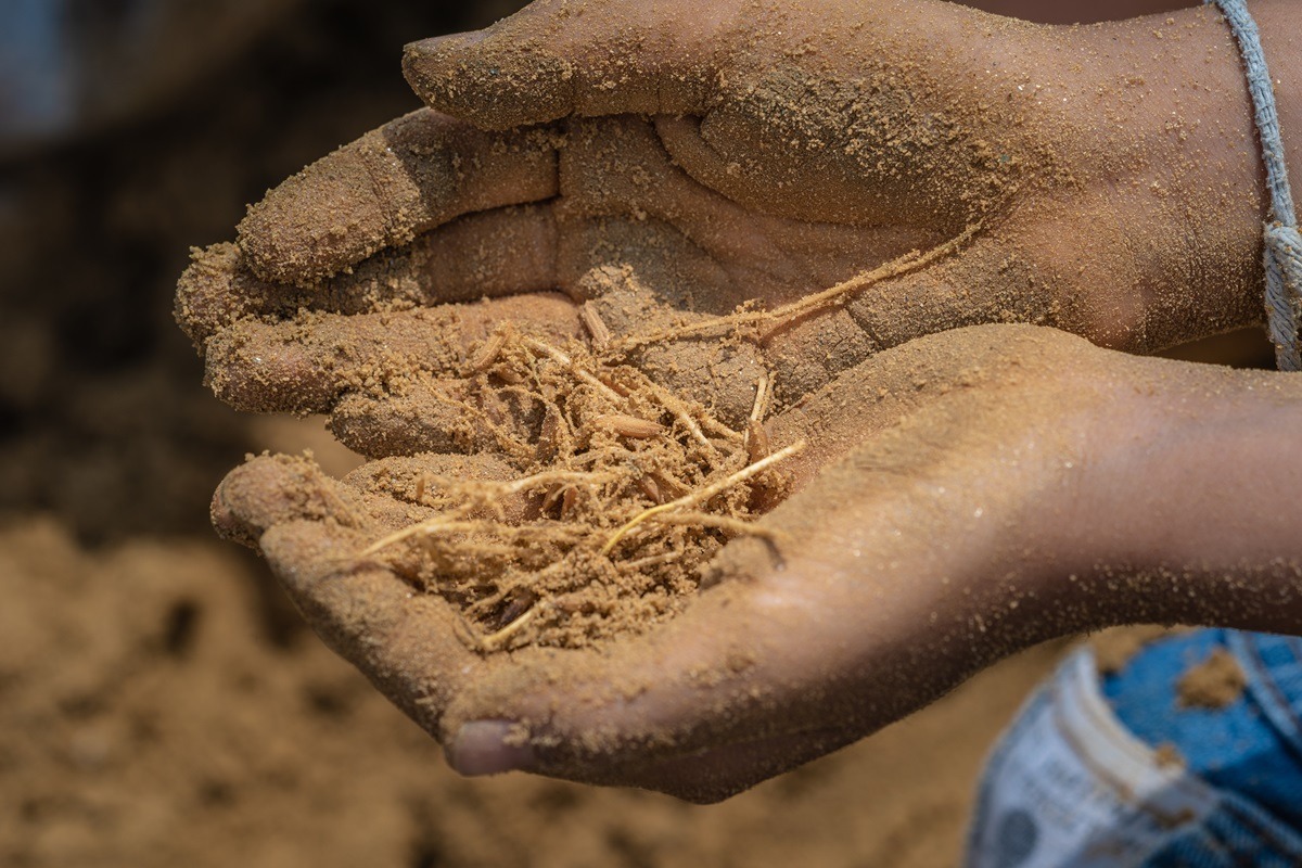 Local people collecting seeds as part of the Royal Ploughing Ceremony in Thailand