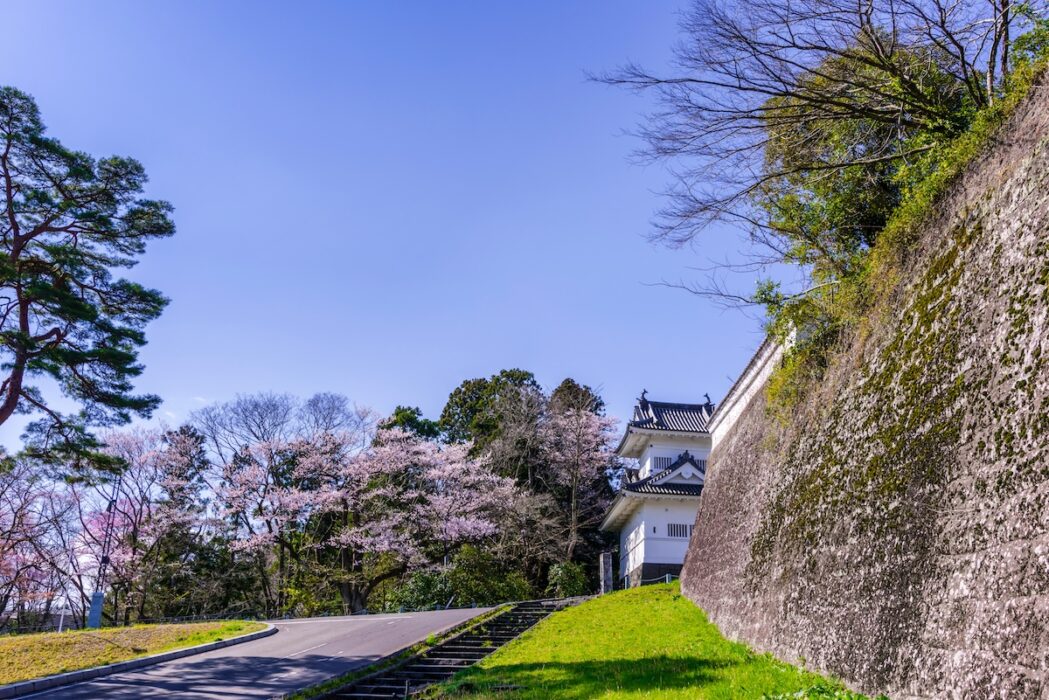 Bắt tay vào hành trình nở hoa: Hoa anh đào ở Sendai background image