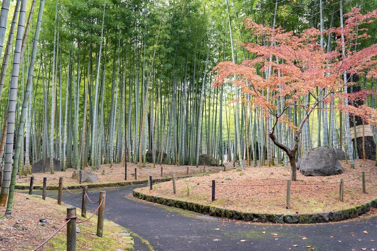 Bamboo grove at Beppu Park, Japan