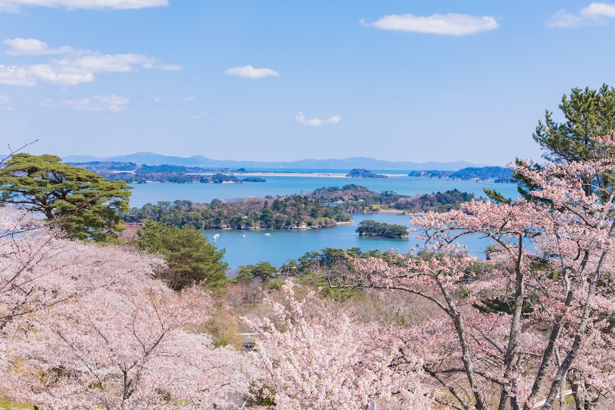 Cherry blossoms at Matsushima Bay