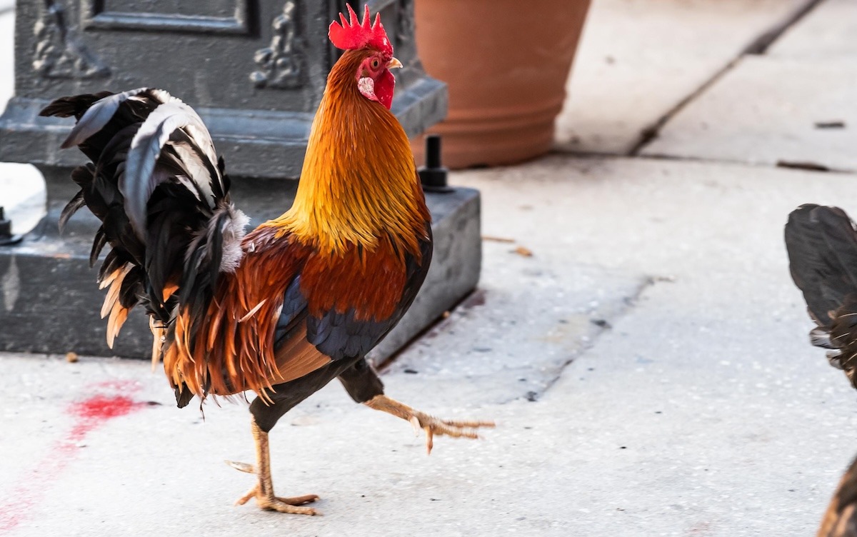 Chickens on the streets of Ybor City in Tampa Chickens on the streets of Ybor City in Tampa