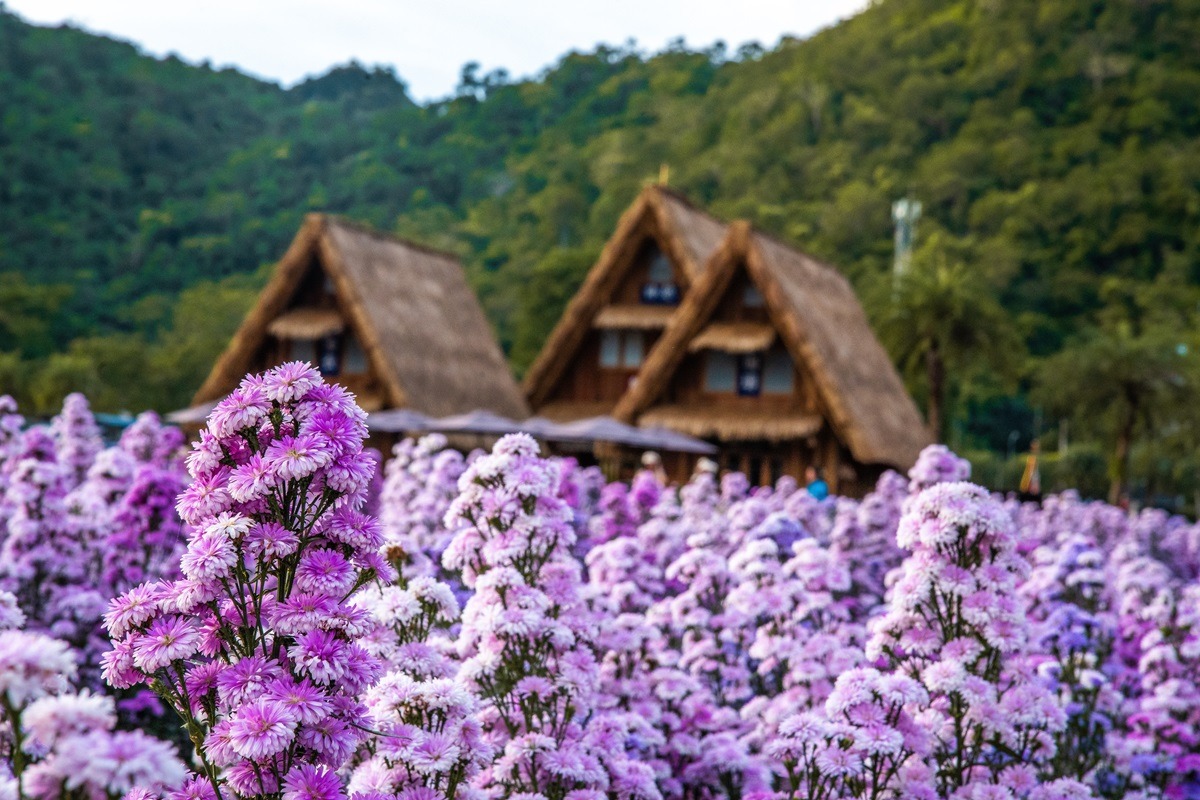สวนดอกไม้ฮอกไกโด เขาใหญ่ ประเทศไทย