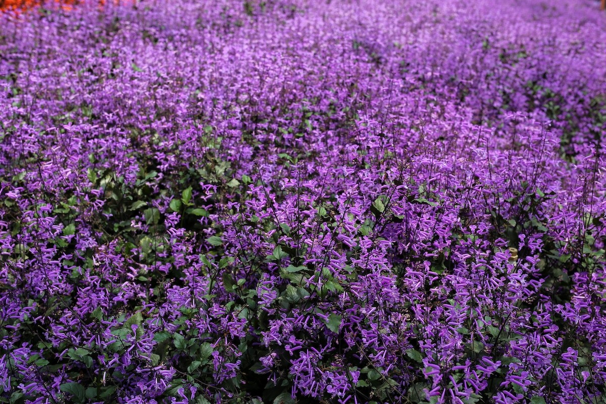 Kebun Lavender di Dataran Tinggi Cameron