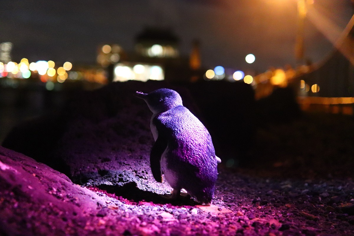 Pinguin in St. Kilda, Melbourne, Australien