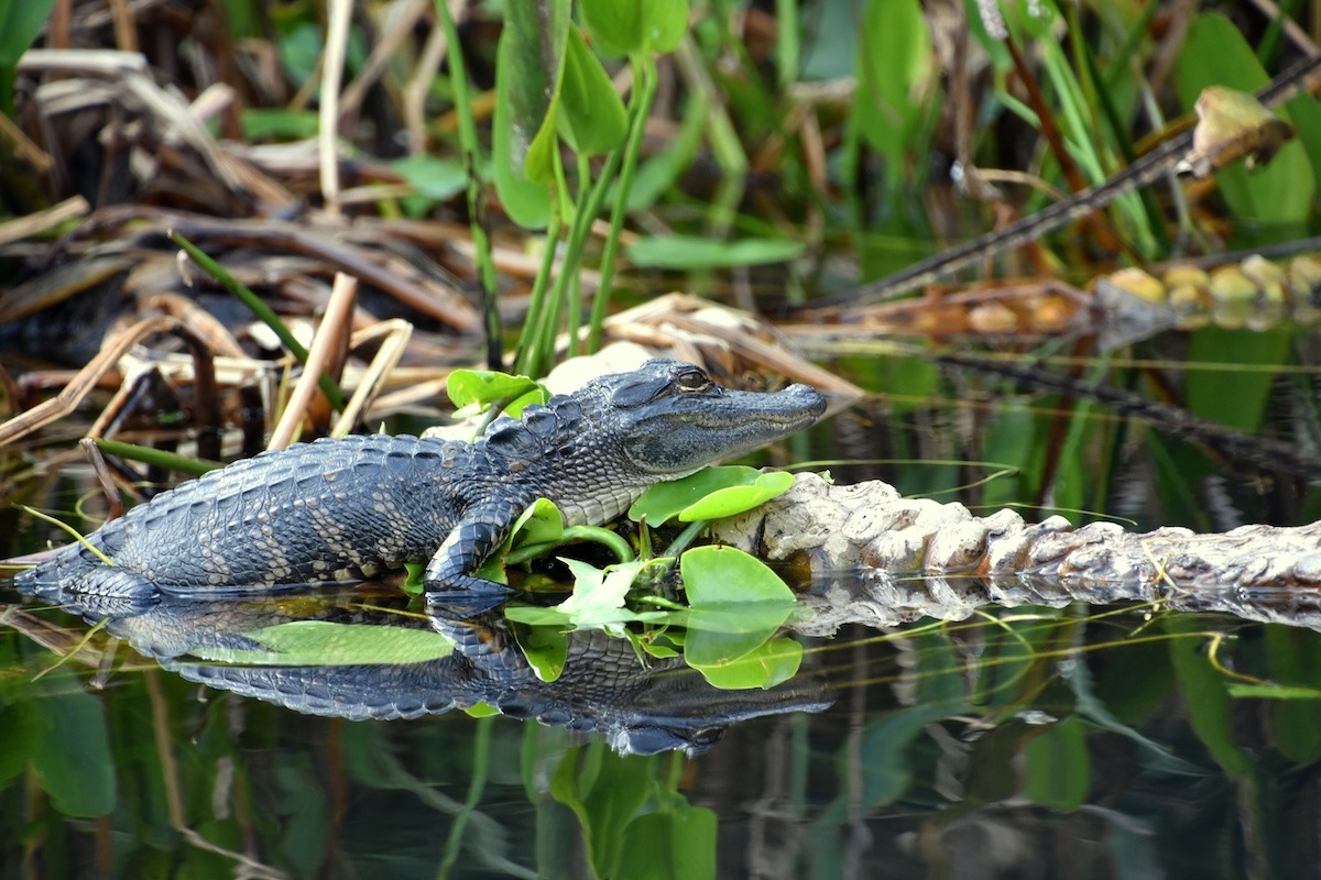 baby Alligator at the Everglades National Park