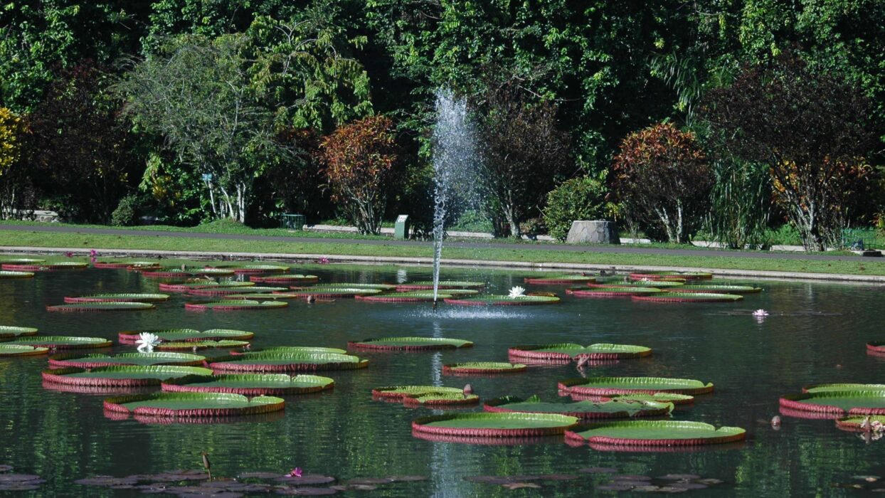 Nơi nghỉ ngơi cuối tuần ở Bogor: Khám phá Vườn Bách thảo để ngắm cảnh núi non background image