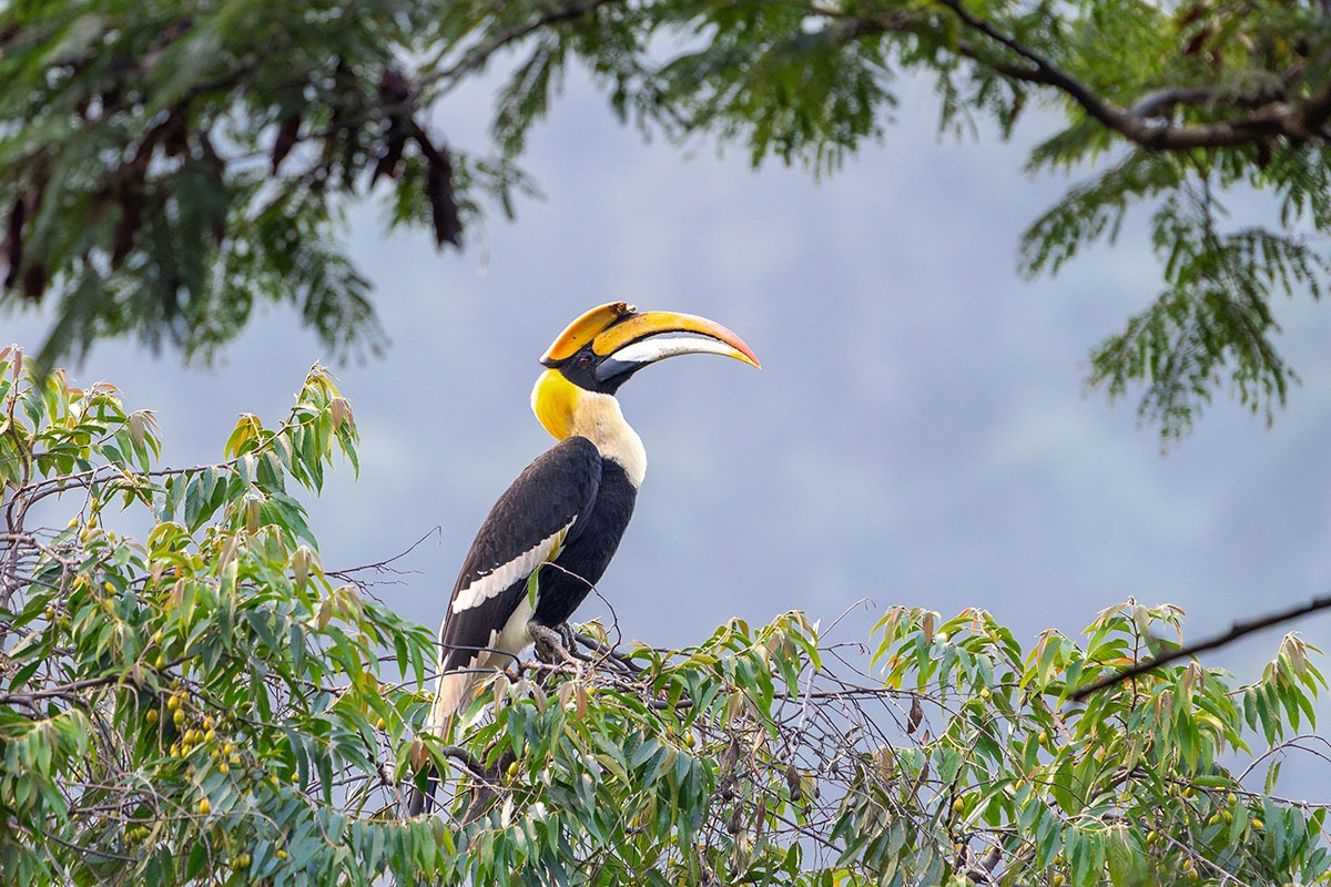 Goa Wildlife Sanctuaries Indian Pied Hornbills Goa Wildlife Sanctuaries Indian Pied Hornbills