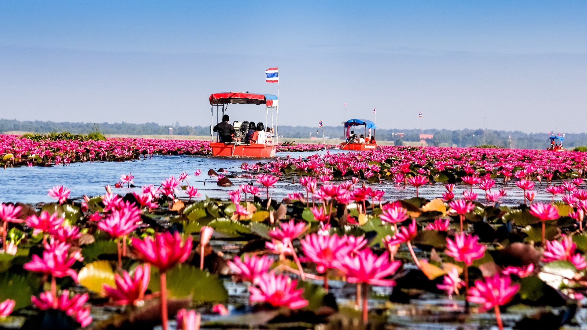 Talay Bua Daeng, Udon Thani, Thailand Talay Bua Daeng, Udon Thani, Thailand