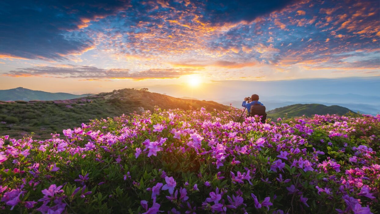 探索黄梅山郡立公园的自然风光:韩国隐秘宝地终极旅游指南 background image