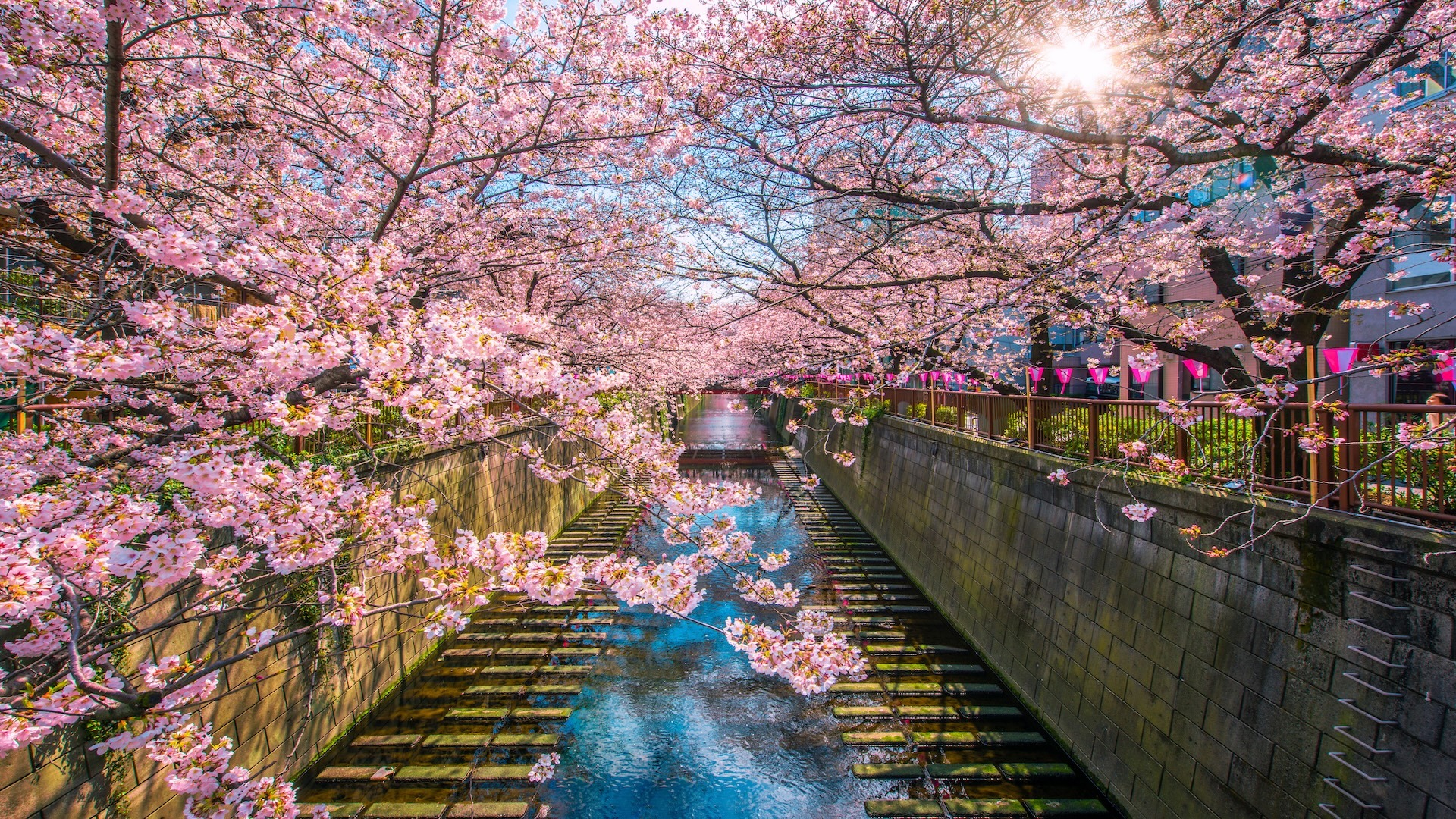 日本东京目黑运河樱花樱花簇拥 日本东京目黑运河樱花樱花簇拥